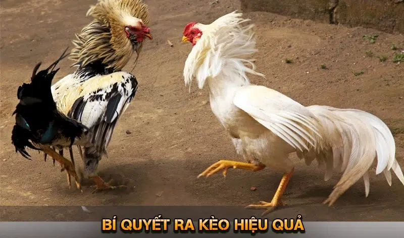 Đá Gà KUWIN - Theo Dõi Live Cược Ngay Không Gián Đoạn 2026 10 Bí Quyết Ra Kèo Hiệu Quả